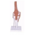 Knee-Joint-Model