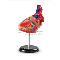 Human Heart Model