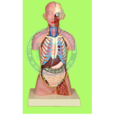 Human Torso With Ribs