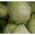 Cabbage