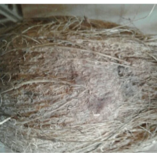 Raw Coconut