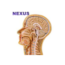 Brain Model