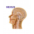 Brain Model