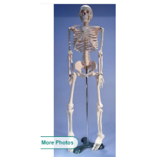 Biological Models