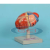 Human Heart Model