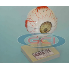 Human Eye Model