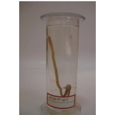 Neries Glass Specimen Jar