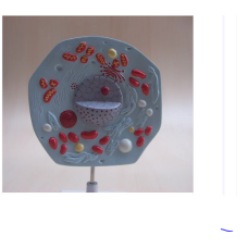 Animal Cell Model