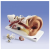 Anatomical Models