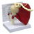 Muscled Shoulder Joint Model