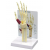 Hand and Wrist Model