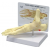 Foot and Ankle Model