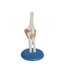 Elbow Joint