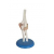 Elbow Joint