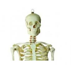 Human Skeleton