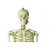 Human Skeleton