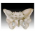 Adult Female Pelvis