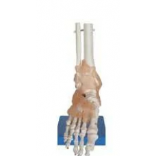 Foot Joint With Ligaments