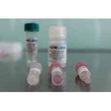 Modified Enzymes Kits