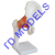 Hip joint model