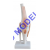 Knee joint model
