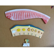 Menstrual Cycle Model