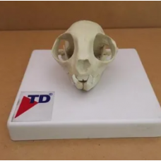 Cat Skull Model