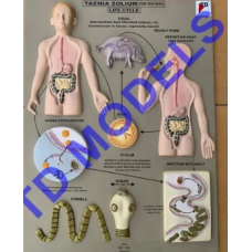 Taenia Solium Biology Lab Models