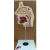Nasal Cavity Model