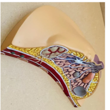 Breast Pathology Model