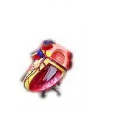 Heart Model