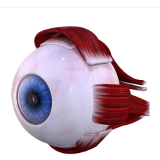 Biological Eyes Model