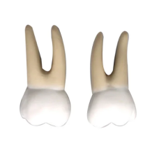 Biological Teeth Model