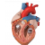 PVC Heart Model