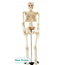 Human Skeleton Model