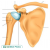 Shoulder Joint Model