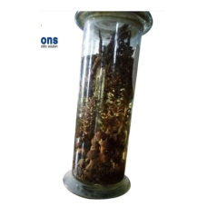 Specimen Vials