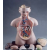 Human Tarso Brain