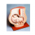 Human Pelvis With Baby