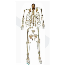 Disarticulated Skeleton