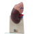 Human Kidney Model