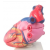 Human Heart Fiberglass Model