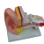 Human Ear Anatomy Model