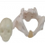 Pelvis Joint Dummy