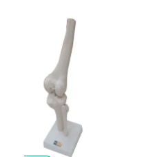 Orthosis Knee Joint Model