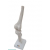 Orthosis Knee Joint Model