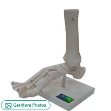 Life Size Foot Joint Model