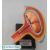 Embryonic Development 5 Month Model