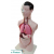 Torso Model