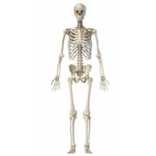 Skeleton Full Body
